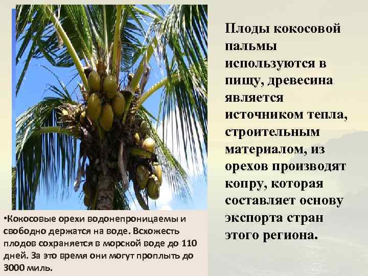 ᐉ как вырастить кокосовую пальму - godacha.ru