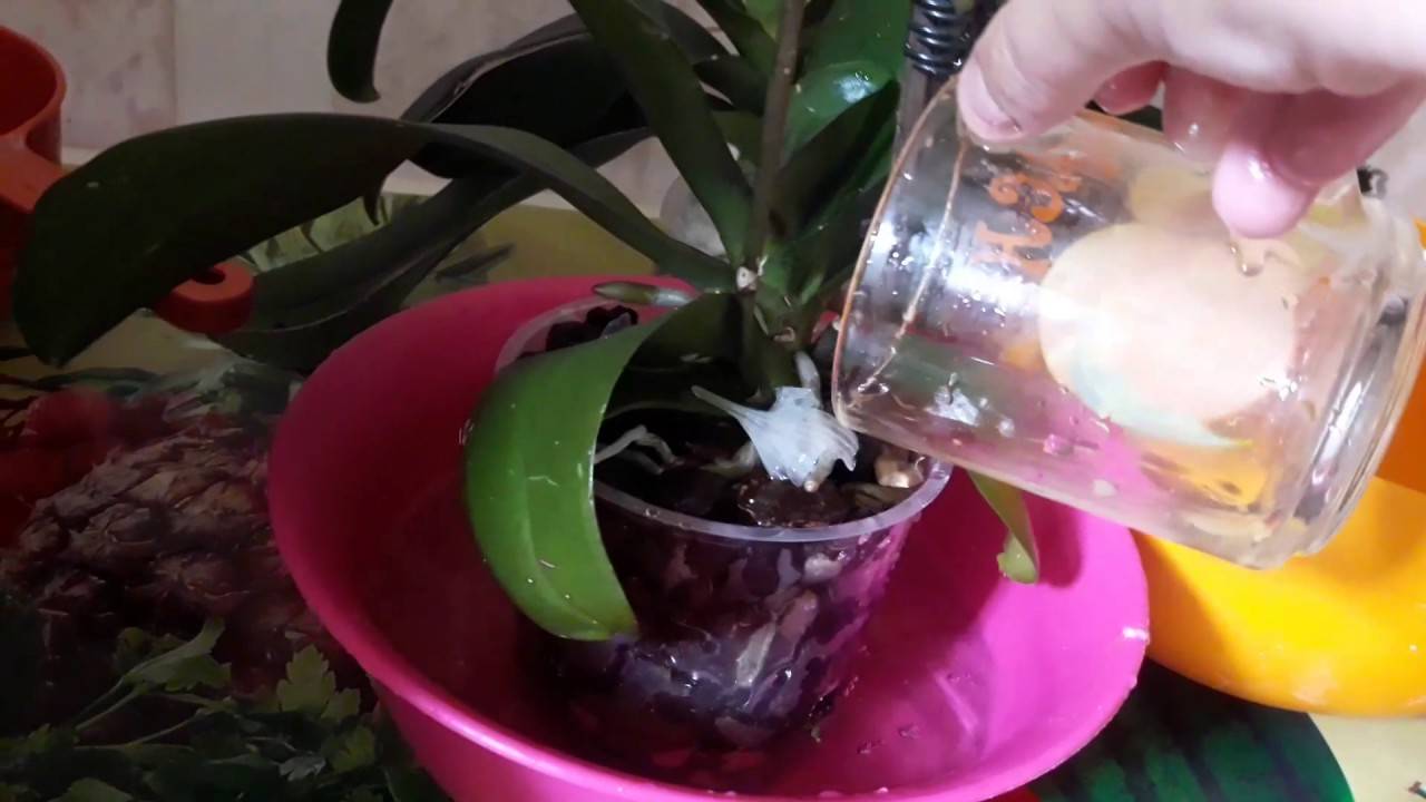 Лучшее решение для эффективной подкормки при минимальных затратах — чесночная вода для орхидей