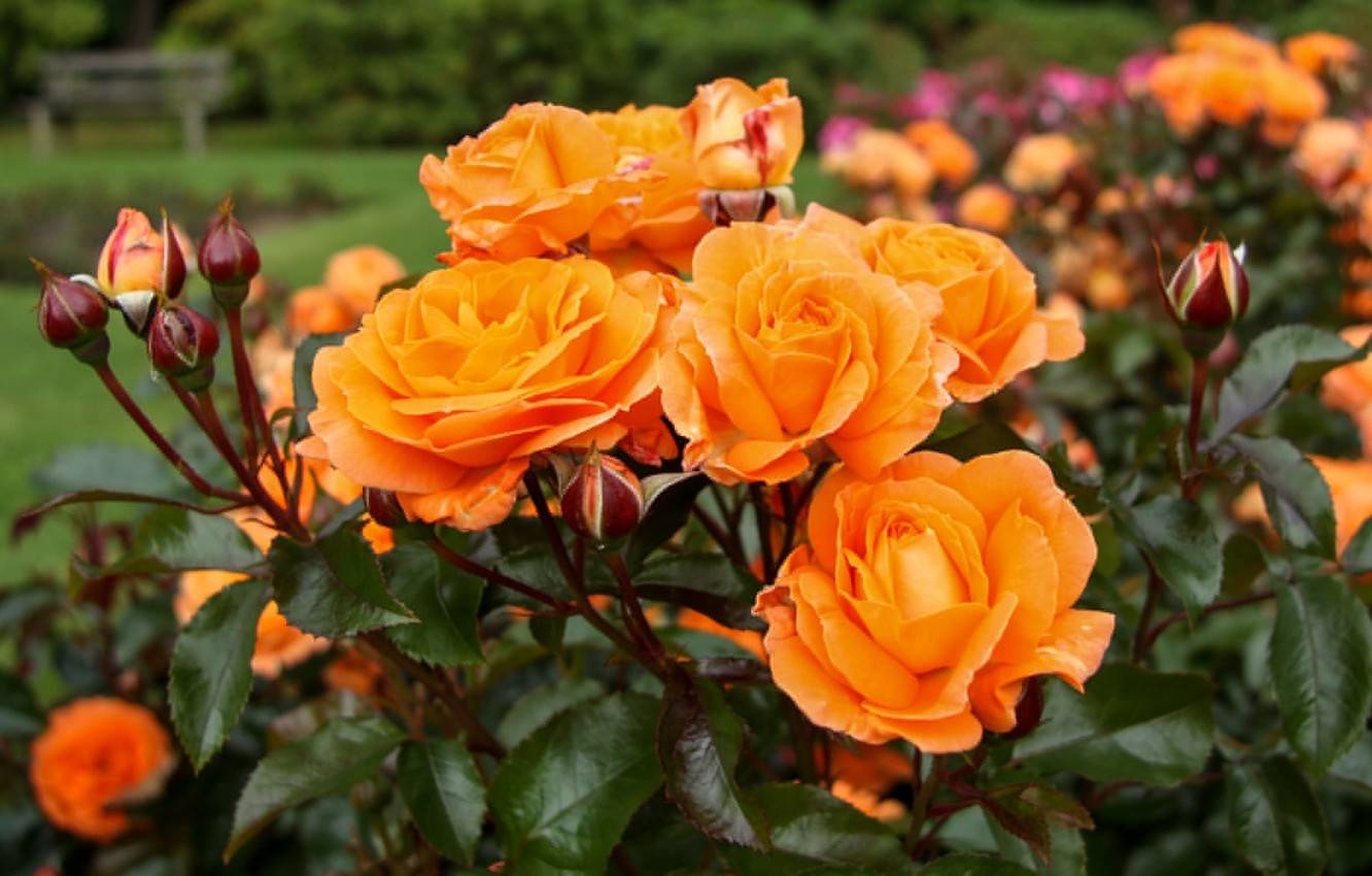 Оранжевые розы - фото, сорта с названиями, значение