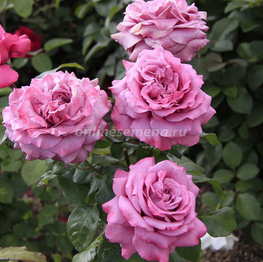 Какой розой сочетается клод брассер. роза клод брассер: особенности, посадка, уход и отзывы