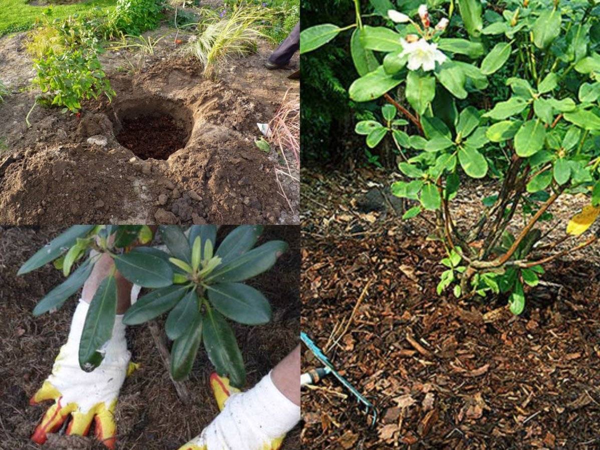 Когда и как правильно посадить рододендрон в открытый грунт весной и осенью