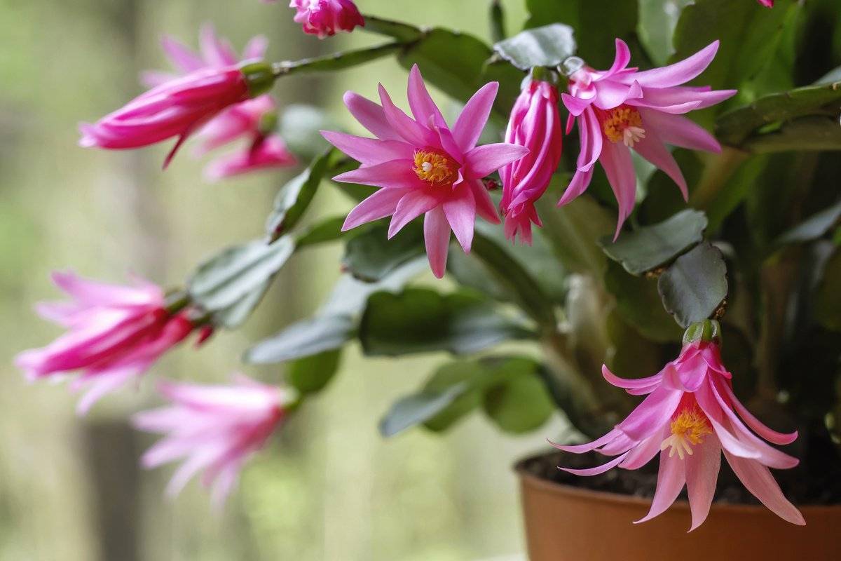 Рипсалидопсис или "пасхальный кактус": как ухаживать за цветком