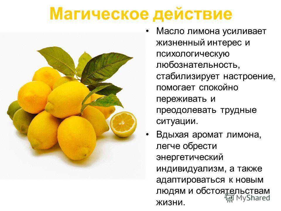 Комнатный лимон: советы по уходу и выращиванию в домашних условиях