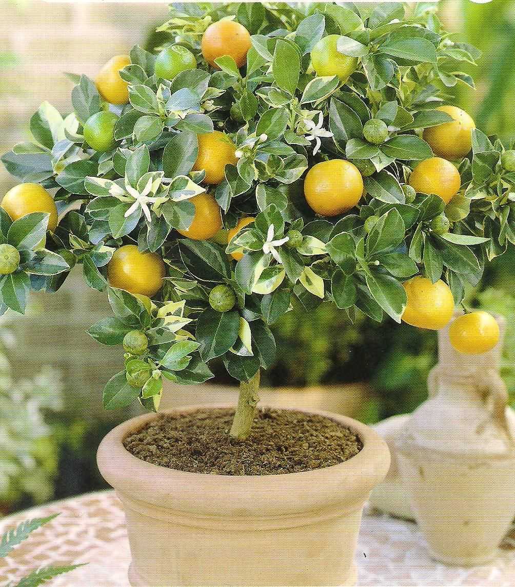 Лимонное дерево – описание, виды, уход в домашних условиях, фото