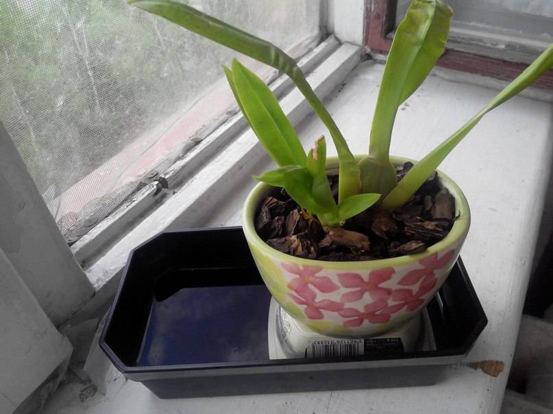 Неприхотливая орхидея камбрия – удачный выбор для начинающих. описание, фото и рекомендации по уходу