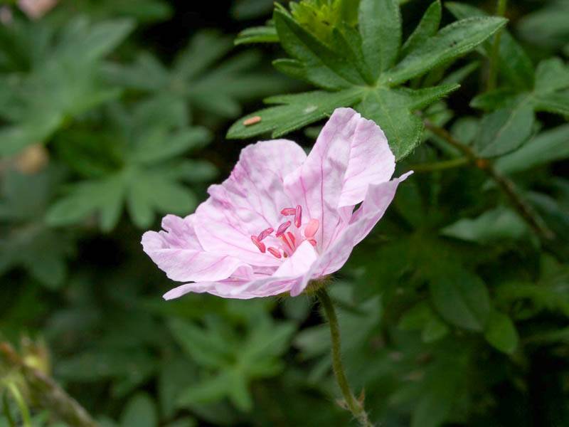Пеларгония — самая выносливая из красивоцветущих. уход в домашних условиях. виды. фото — ботаничка