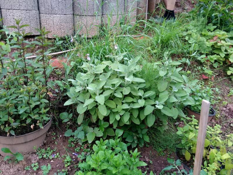 Как вырастить мяту в домашних условиях из семян: новости, огород, растения, советы, сад и огород