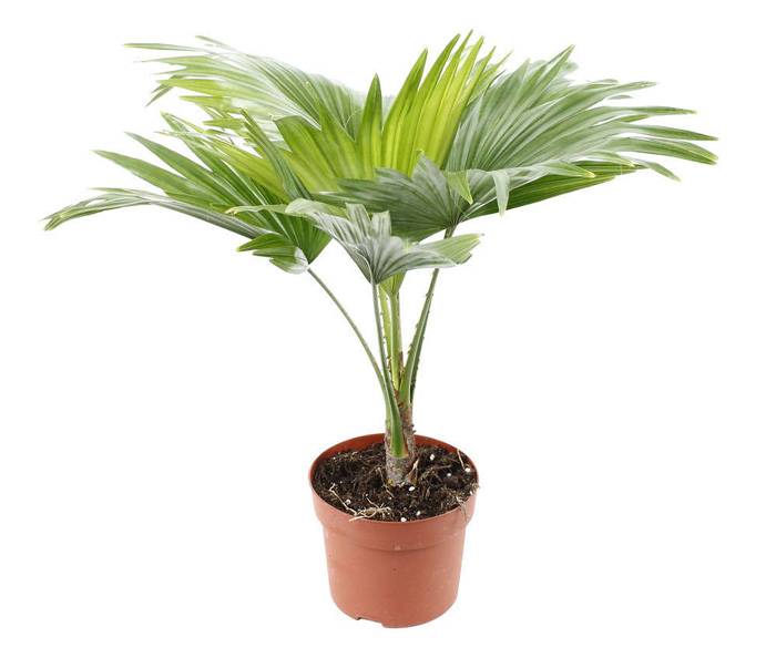 Пальма ливистона в домашних условиях уход, выращивание из семян, фото
