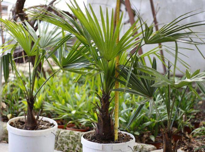 Пальма трахикарпус: секреты успешного выращивания