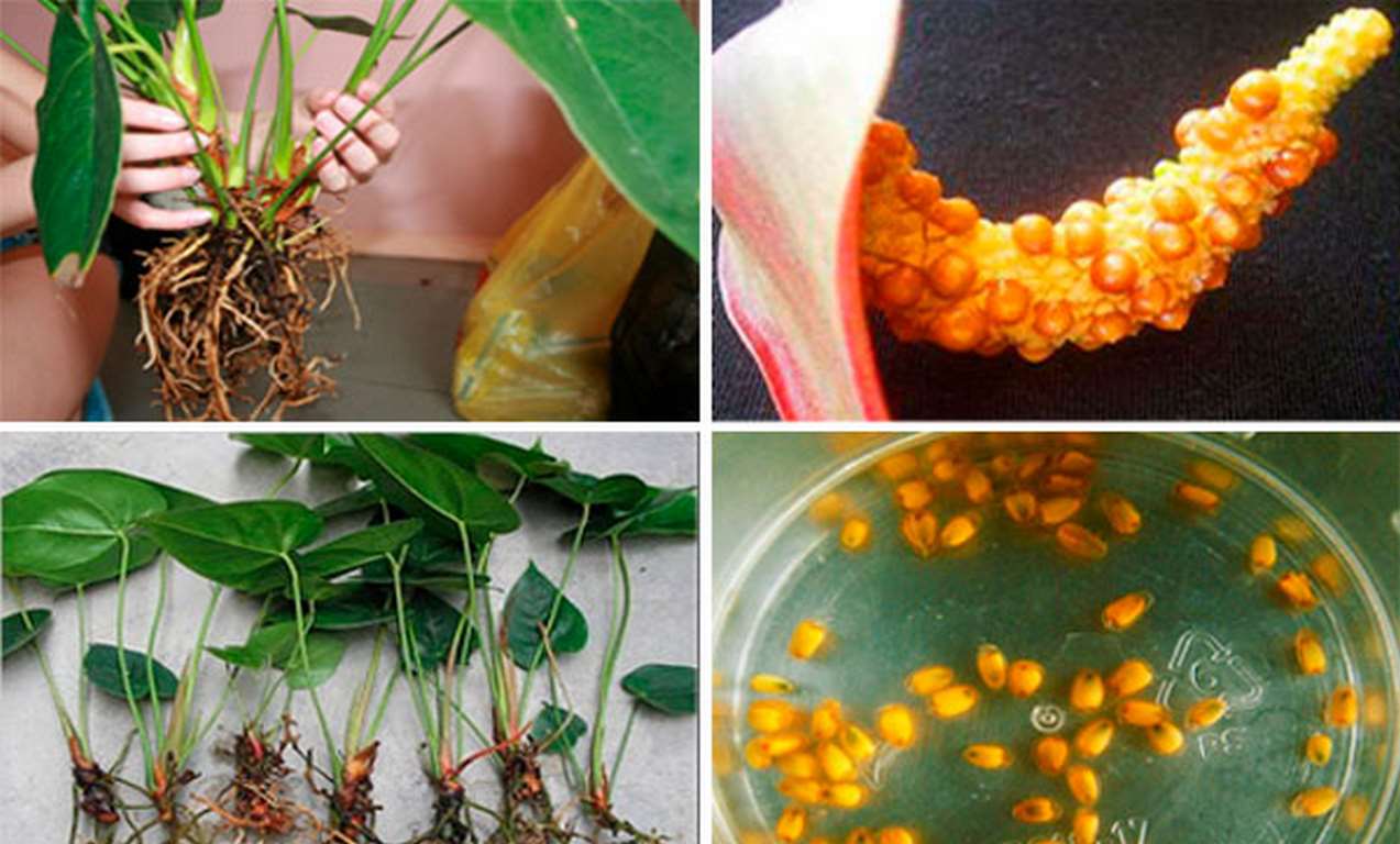Размножение антуриума в домашних условиях: семенами, черенками, листом, делением куста, боковыми побегами