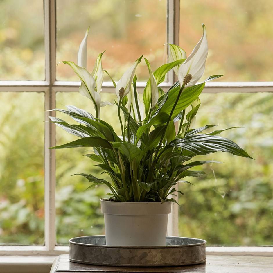 Какие комнатные растения можно выращивать на южном окне (под прямыми лучами солнца)
