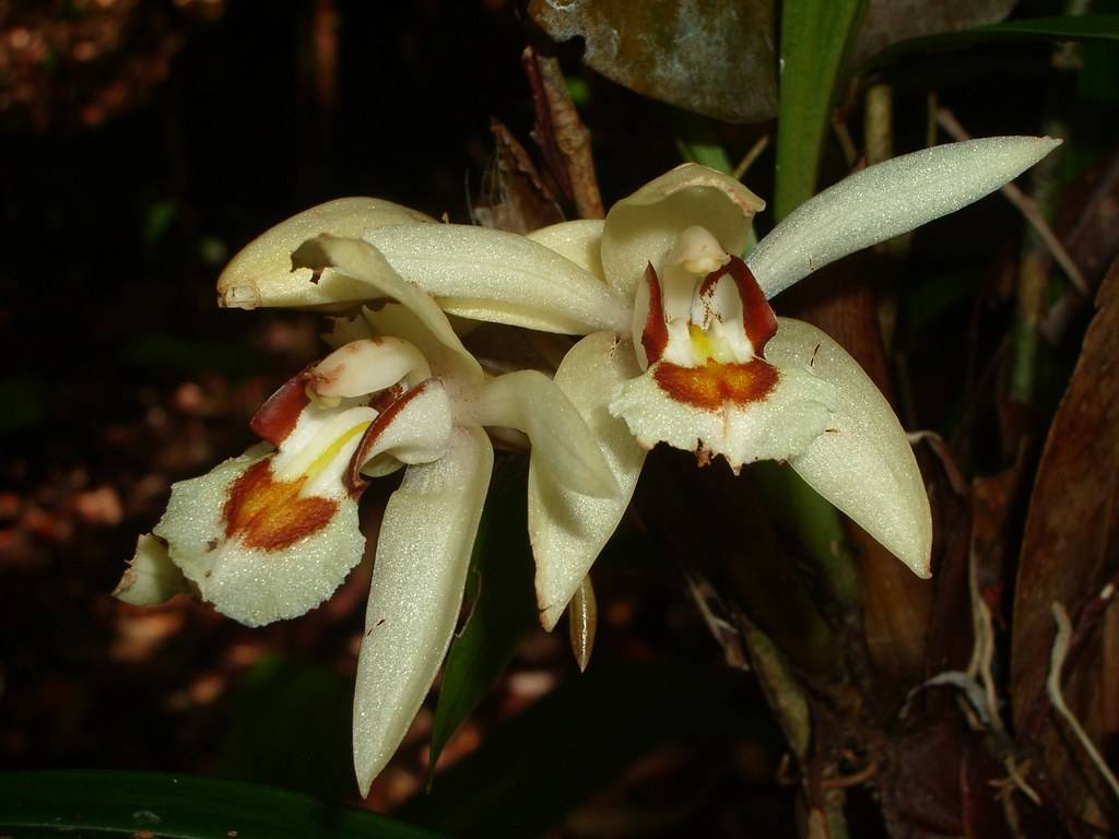 Целогина: уход за орхидеей в домашних условиях