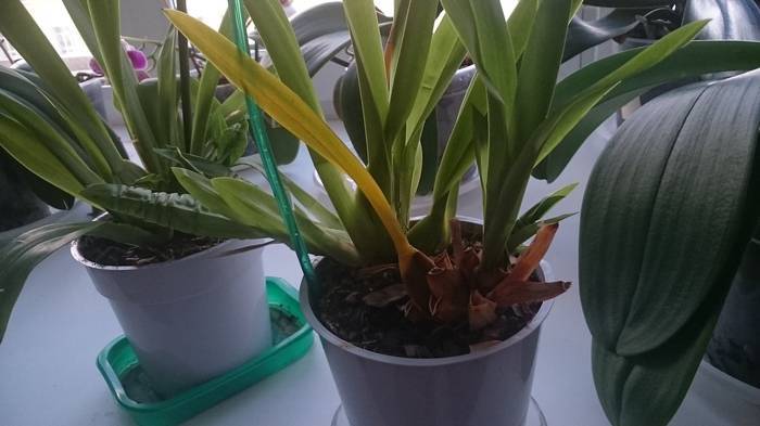 Комнатная камбрия — пёстрая орхидея-звездочка. уход в домашних условиях. фото — ботаничка
