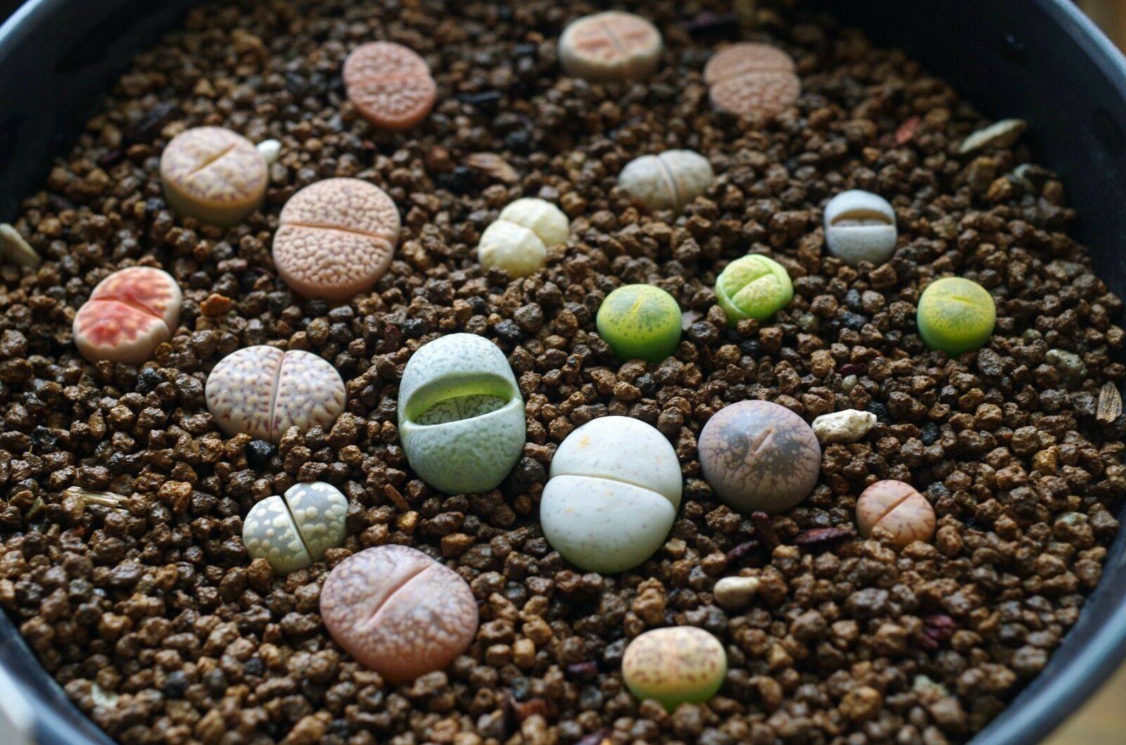 Литопсы живые камни - выращивание и уход с фото и видео