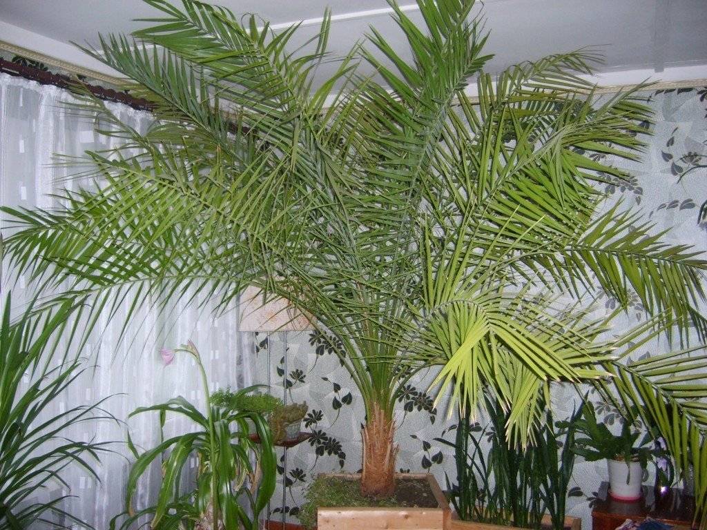 Финиковая пальма: уход в домашних условиях