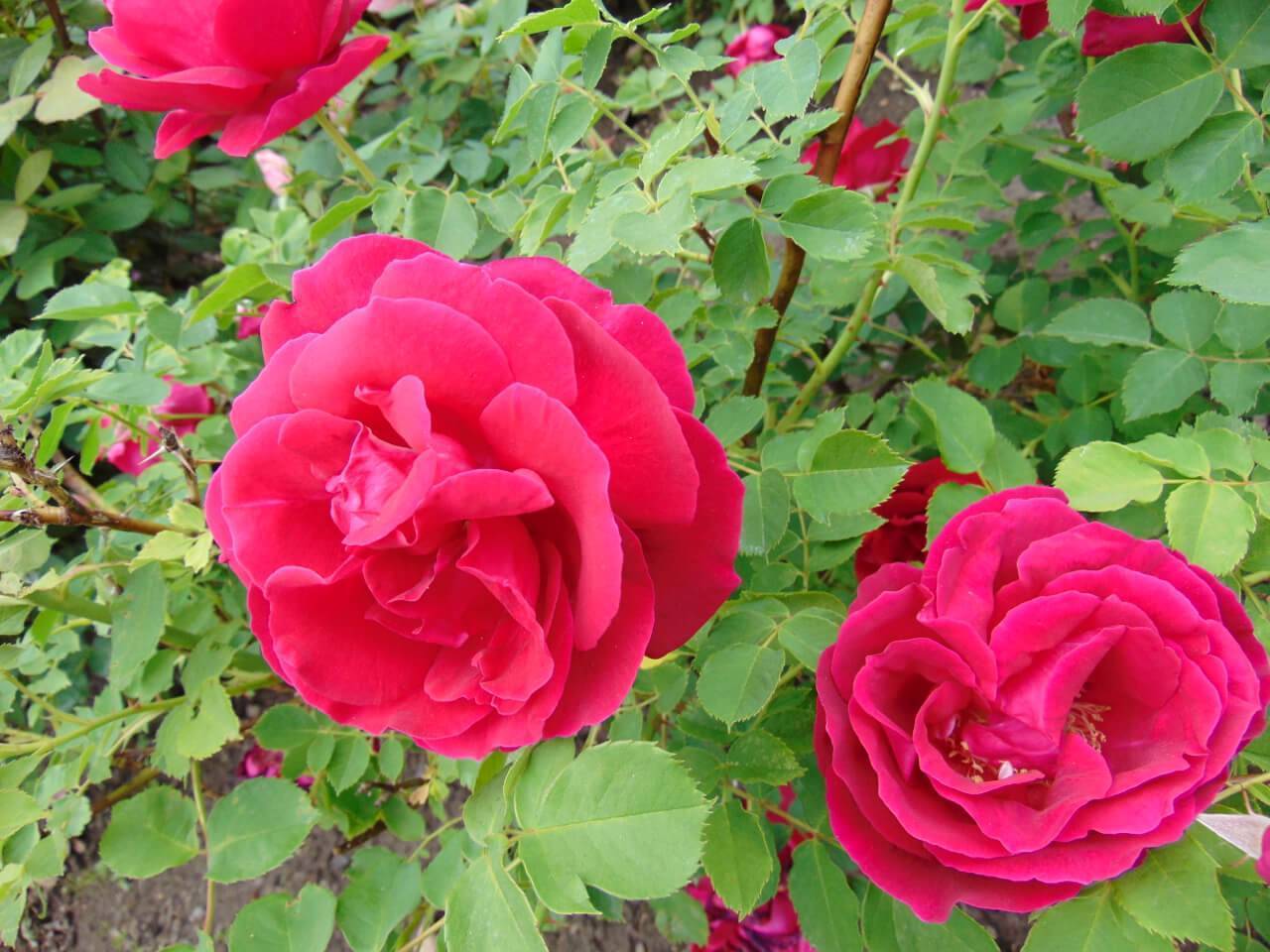 Роза парковая «катбер грант» (описание, отзывы, посадка, уход, фото)