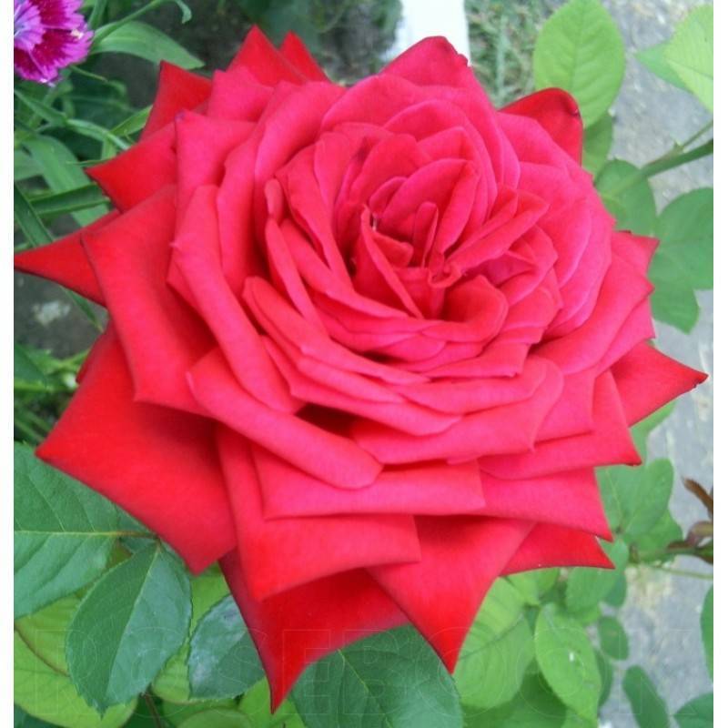 Роза бургунд (burgund) — характеристики и описание