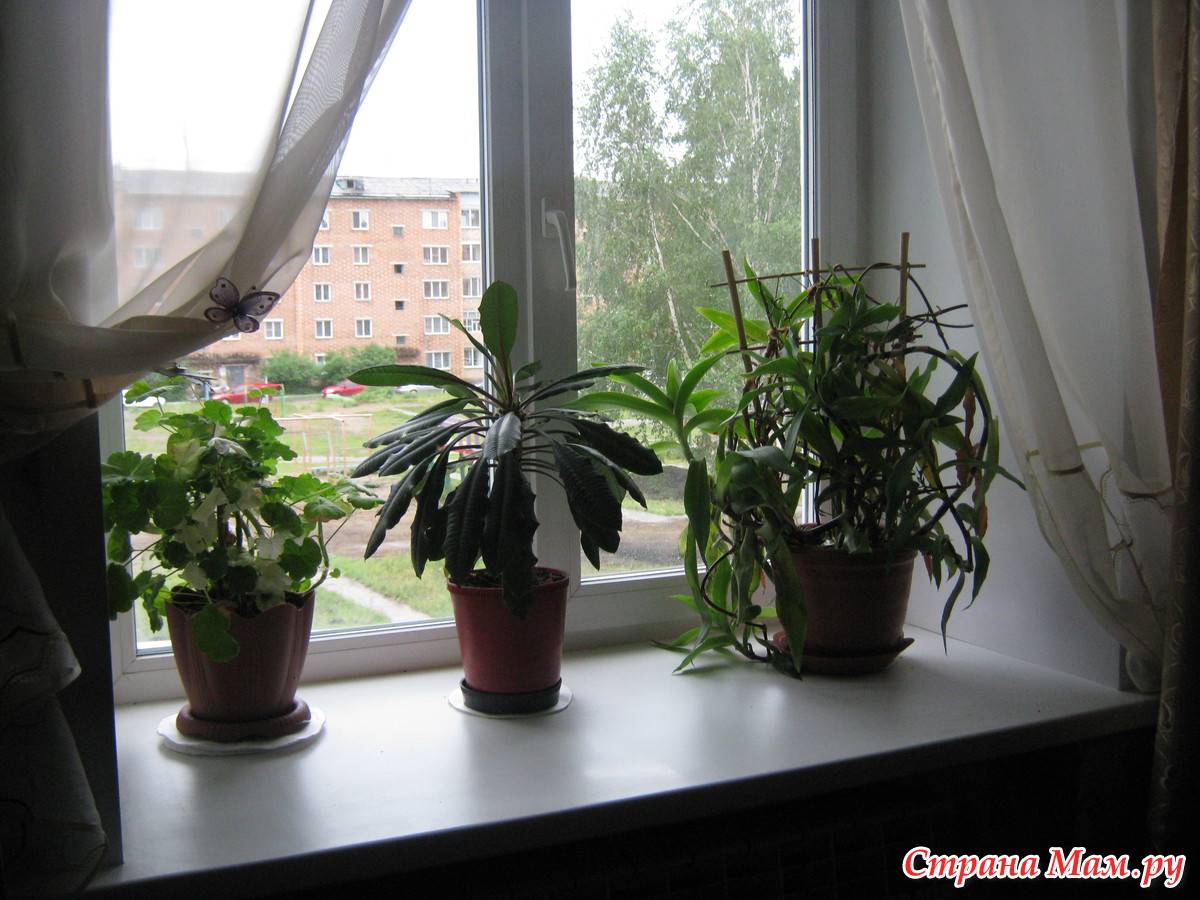 Комнатные растения для южного окна | цветы в интерьере