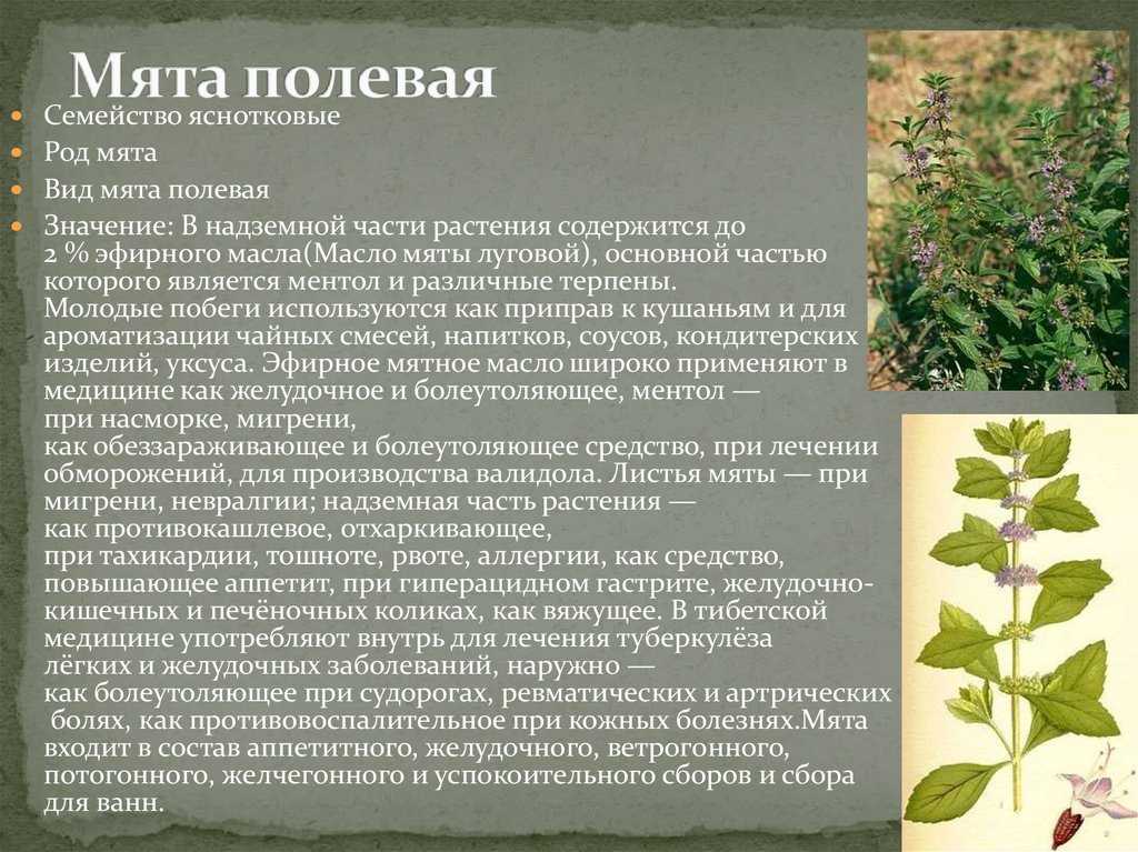 Мята и ее популярные сорта, редкие разновидности, а также классификация растения по специфичности аромата