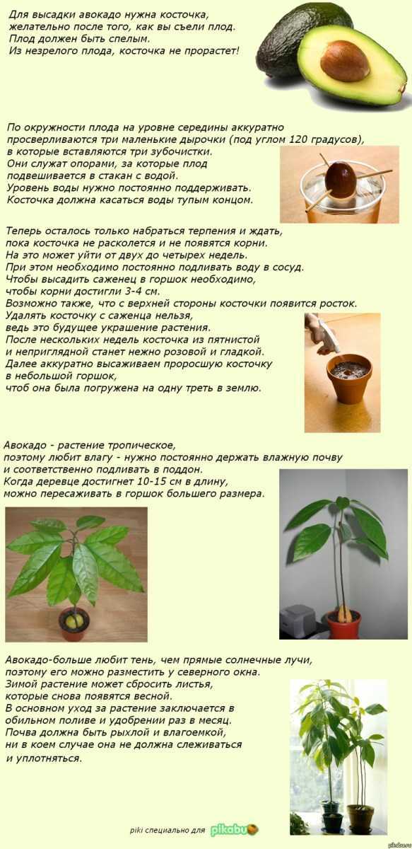 Как прорастить авокадо из косточки, как правильно выращивать в домашних условиях и производить посадку: пошаговые инструкции, фото