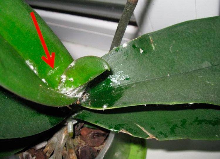 Липкие листья у орхидеи фаленопсис или появились капли: норма ли это, какие болезни приводят к такому явлению и их лечение с фото