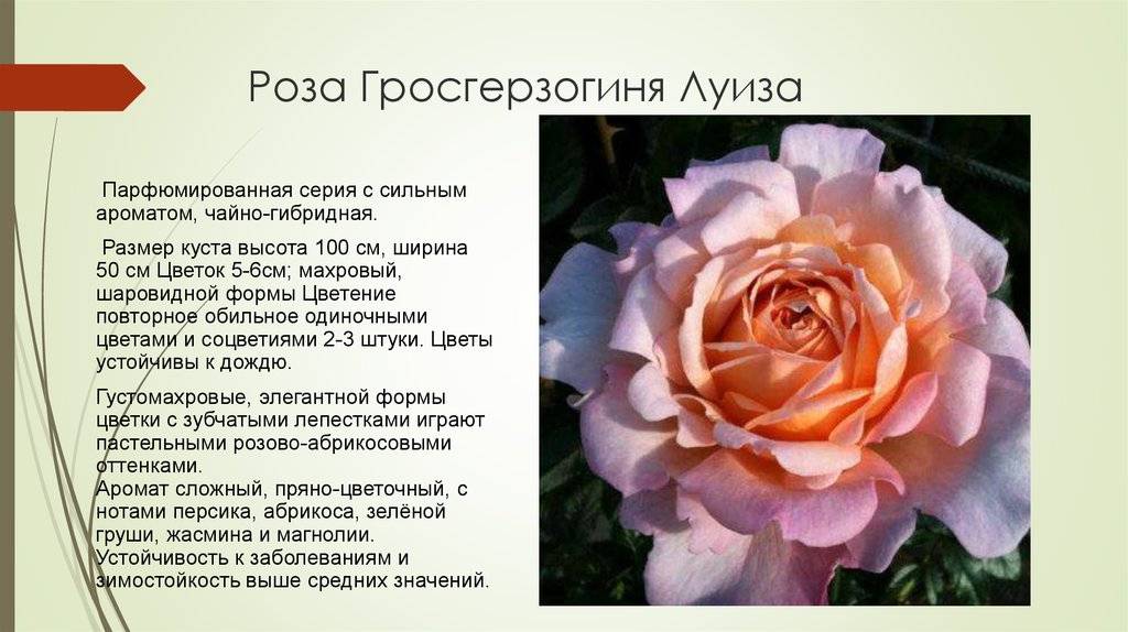 Роза кордес бриллиант (kordes brillant)