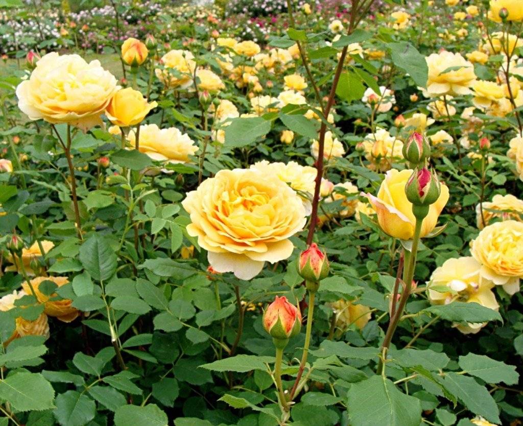 Описание розы “голден селебрейшн” (golden celebration) с отзывами и уходом
