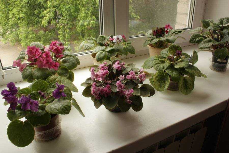 Можно ли в спальне держать комнатные растения? 51 фото: какие цветы благоприятные для спальной комнаты, можно ли орхидеи или фикус, какие лучше всего