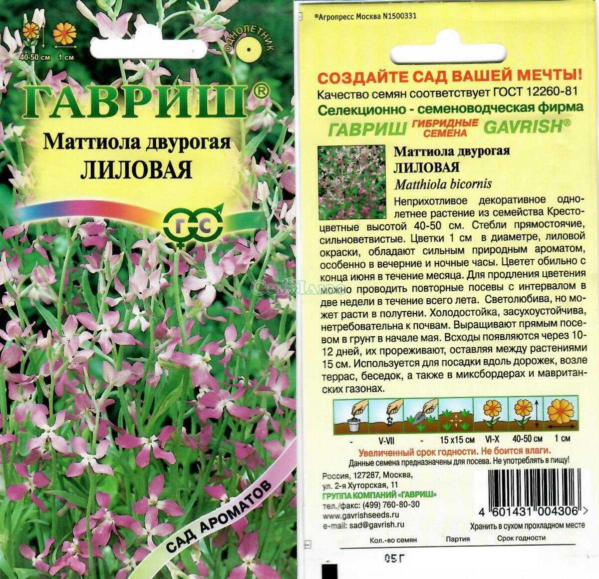 Цветок ночная фиалка (гесперис) - посадка и уход