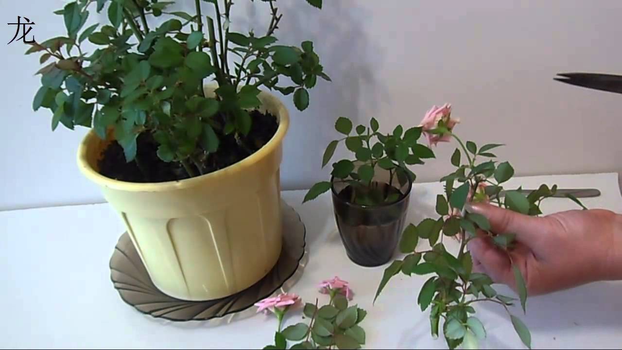 Мини-розы в горшочках: правильный уход в домашних условиях, а также описание миниатюрного или карликового комнатного цветка и история происхождения