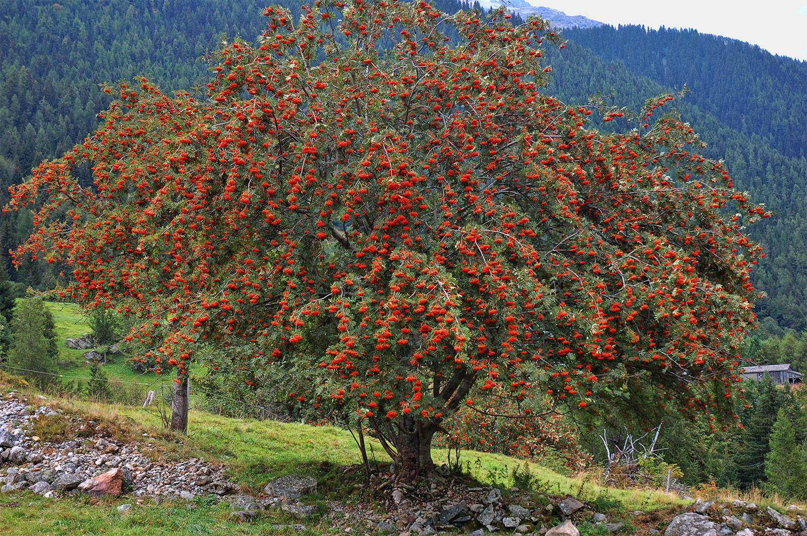 Калина — это дерево или кустарник