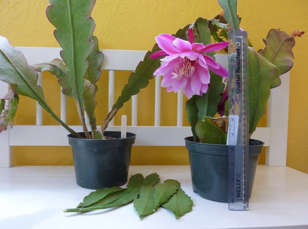 Эпифиллум — листовидный кактус. зигокактус. уход, выращивание, размножение. фото — ботаничка