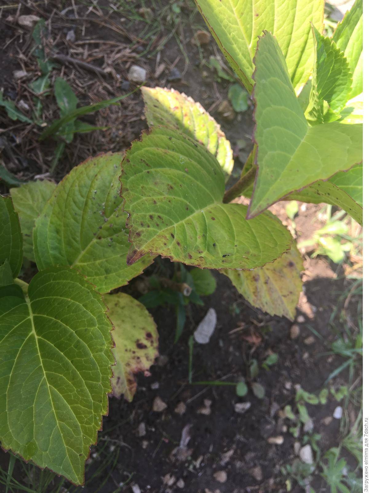 Гортензия: почему сохнут листья по краям у садовой и домашней, частые причины