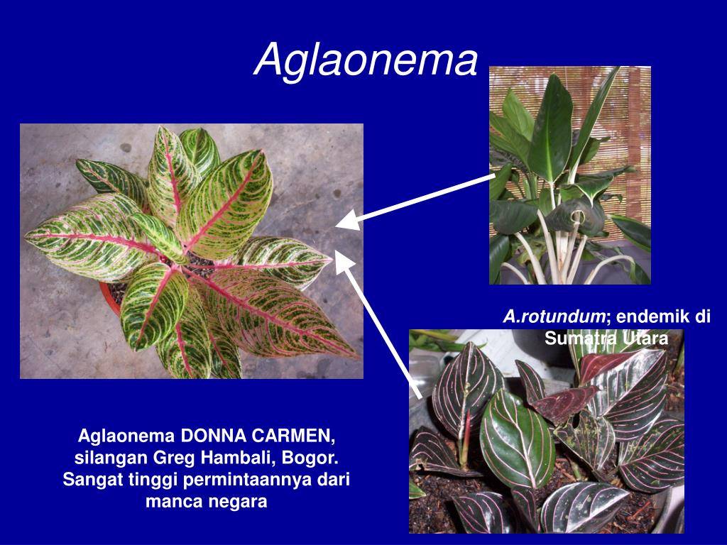 Аглаонема aglaonema  - виды, уход, проблемы выращивания, вредители