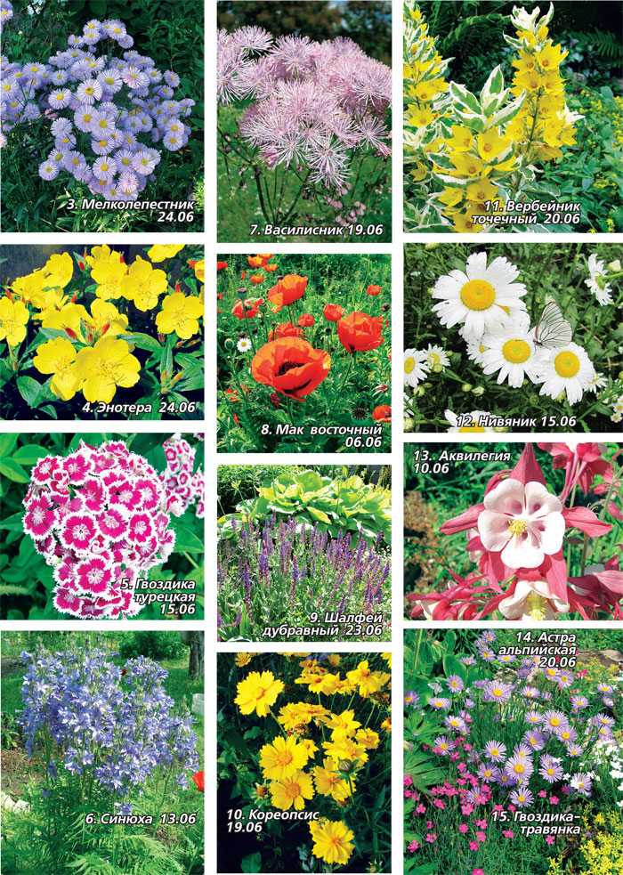 Садовые цветы (115 фото) - каталог с названиями и описаниями | огородникам инфо