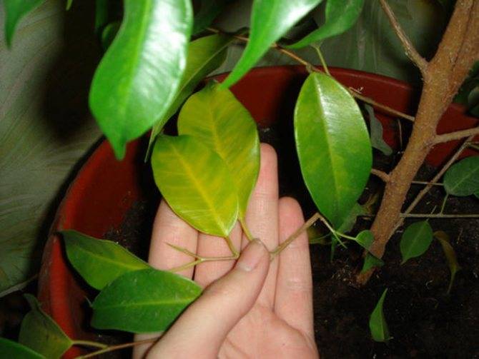 Почему желтеют листья у фикуса: обзор причин и решение проблемы