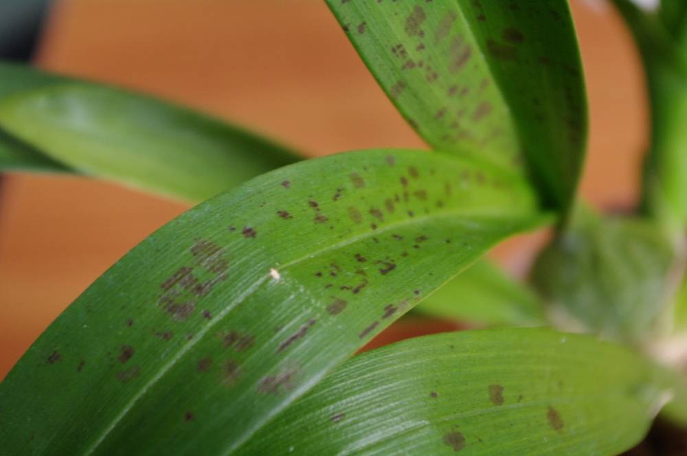 Болезни орхидей и их лечение: причины, как лечить, профилактика болезней, фото