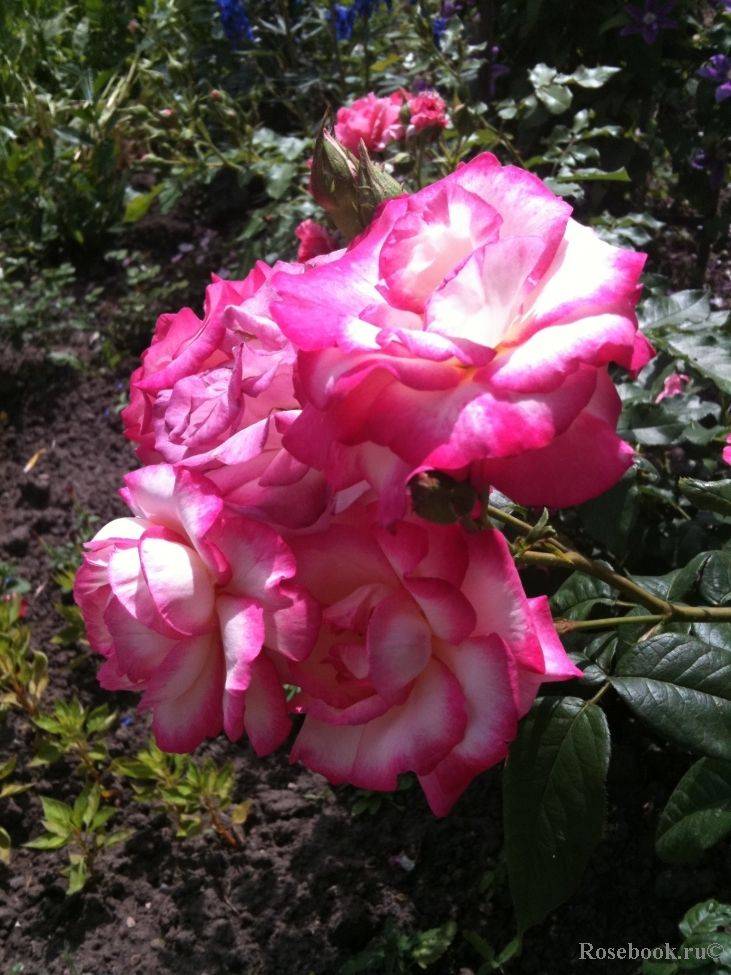Плетистая роза хендель: фото и описание, отзывы, посадка, уход, видео