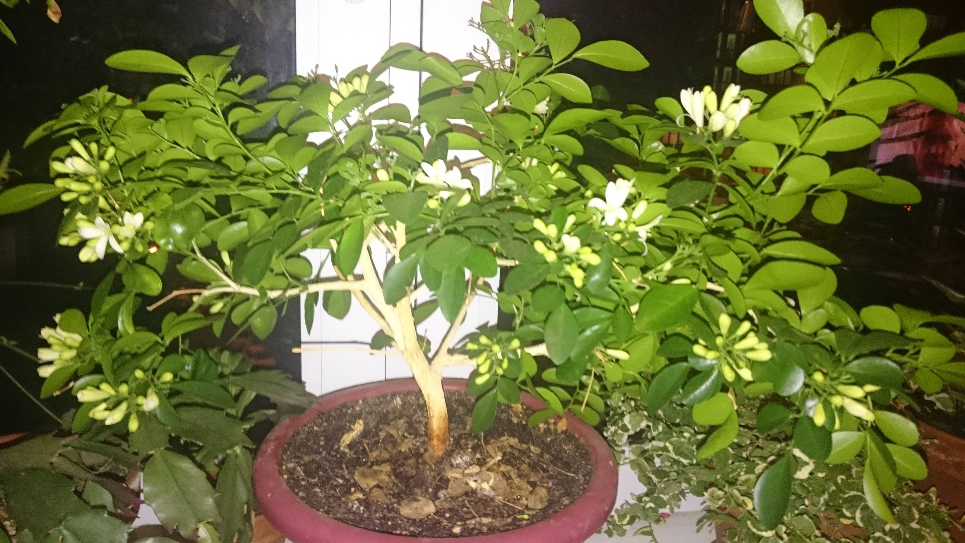 Муррайя — дерево японских императоров. описание, выращивание, уход, размножение. фото — ботаничка