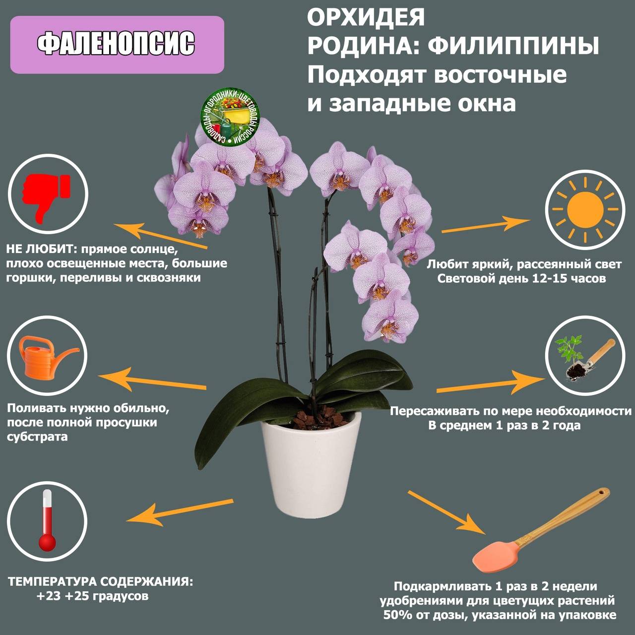 Синяя орхидея — описание, сорта, уход