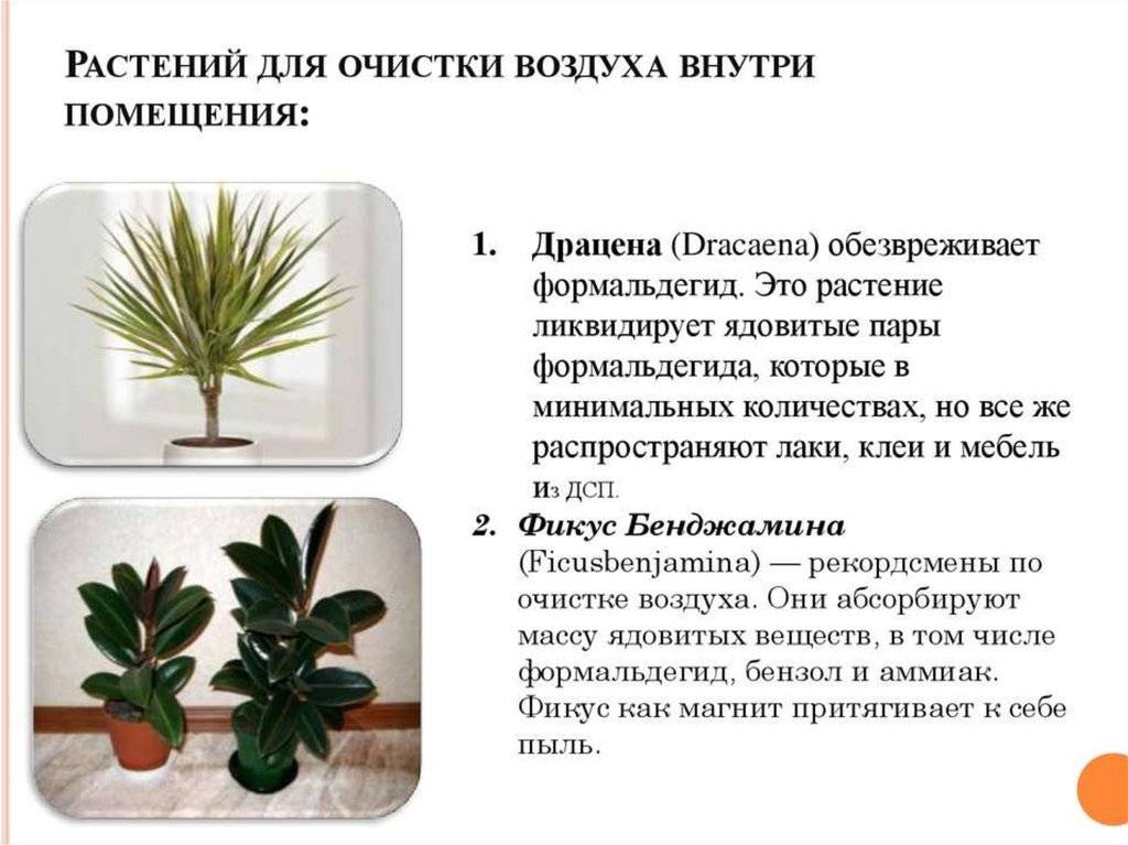 8 лучших комнатных растений-фильтров. какие растения лучше очищают воздух? список, фото — ботаничка
