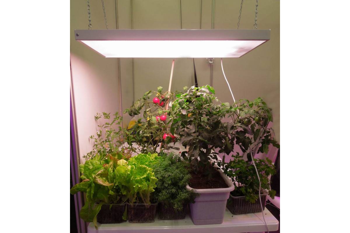 Светодиоды для растений: полный спектр светодиодных ламп для комнатных цветов, подсветка для фотосинтеза, световой поток, освещение