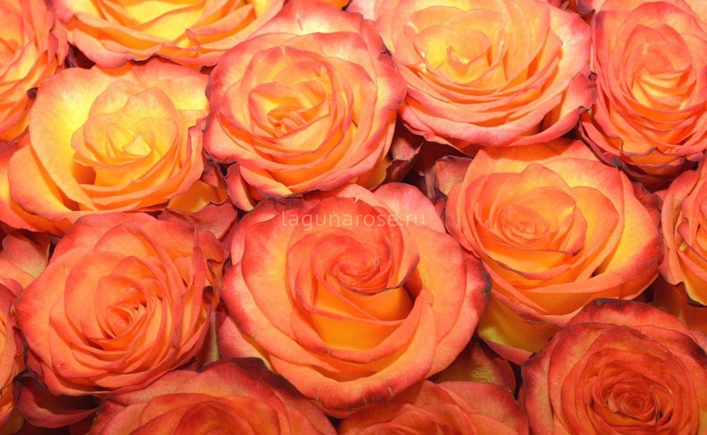Оранжевые розы: виды и сорта с фото, описание роз оранжевого цвета