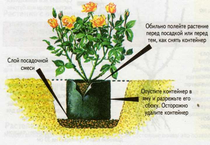 Маленький сад: как посадить розы описание и фото на supersadovnik.ru