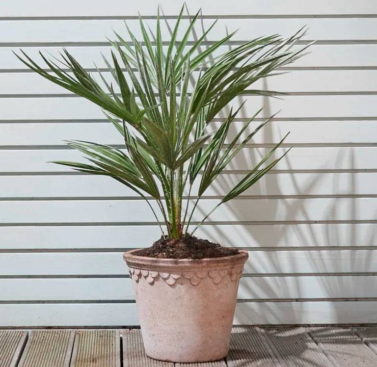 Удивительная пальма хамеропс — особенности ухода в домашних условиях