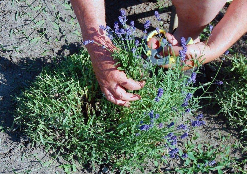 Лаванда: посадка и уход в открытом грунте, сорта и выращивание | клуб цветоводов