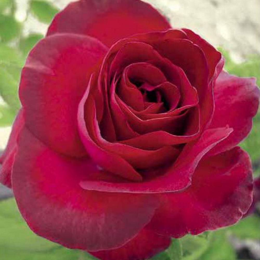 20 самых лучших красных чайно-гибридных роз для вашей дачи. сорта, описание, фото
