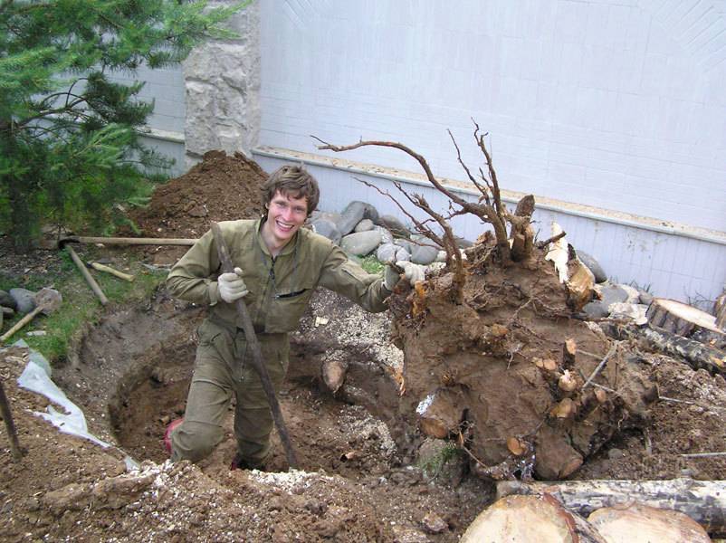Как избавиться от корней деревьев на садовом участке