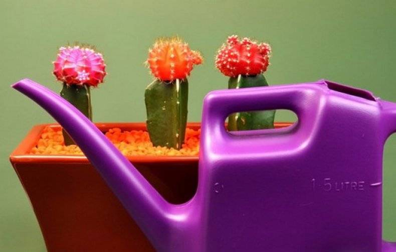 Как поливать кактусы: какой водой и как часто поливать кактусы