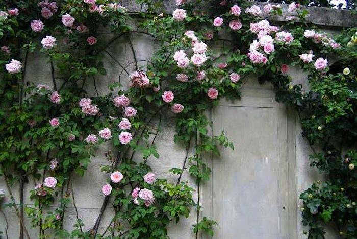 Почему розы не цветут: 8 основных ошибок в уходе за кустом
